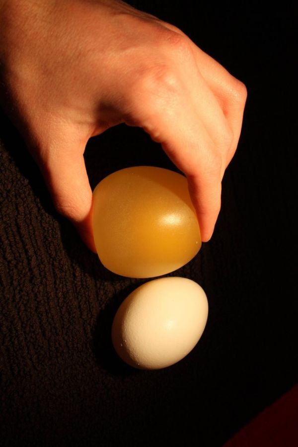 Резиновый попрыгунчик с помощью яйца и уксуса