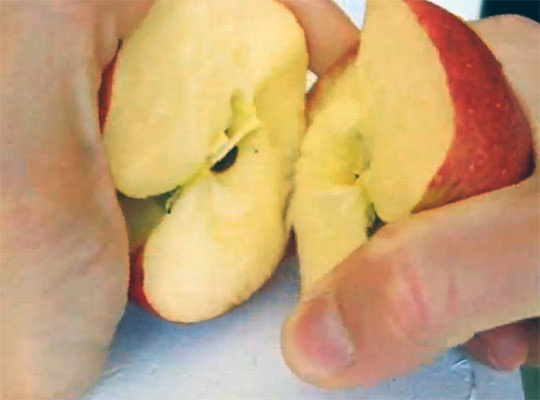 Как сломать яблоко пополам руками