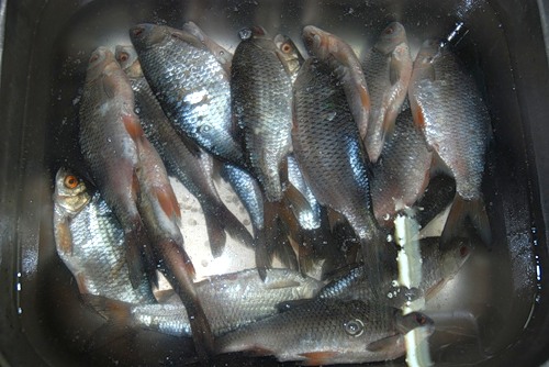 Вяленая рыба к пиву (Таранка)