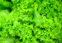 Приготовление Виды и полезные свойства листовых салатов блюда