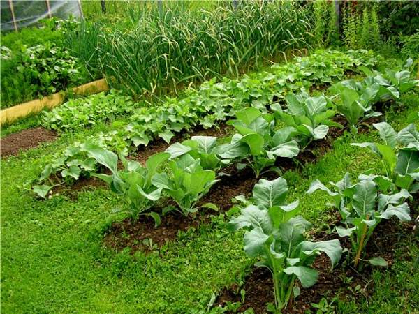 Зелень на огороде - богатый источник витаминов