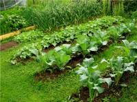 Приготовление Зелень на огороде - богатый источник витаминов блюда