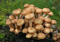 Приготовление Мифы и факты о грибах блюда