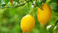 Приготовление Польза и вред лимона блюда