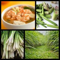 Приготовление Интересные продукты для тайской кухни блюда