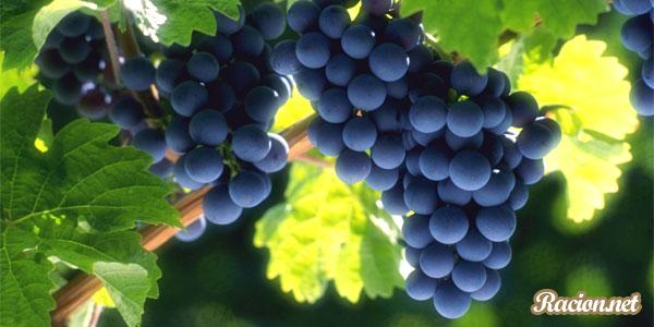 Описание сортов винограда, как правильно выбрать виноград