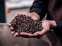 Приготовление Свежеобжаренный кофе в зернах, какими достоинствами и полезными свойствами обладает? блюда
