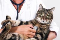 Ветеринарная клиника: как сделать правильный выбор?